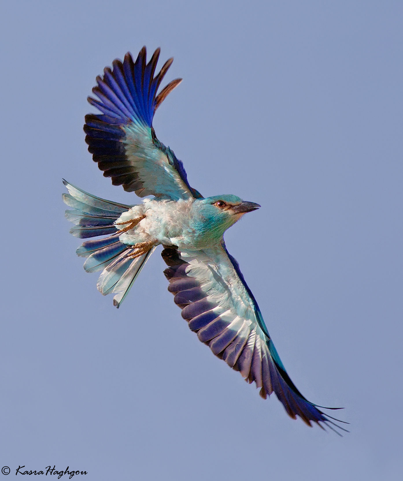 European roller