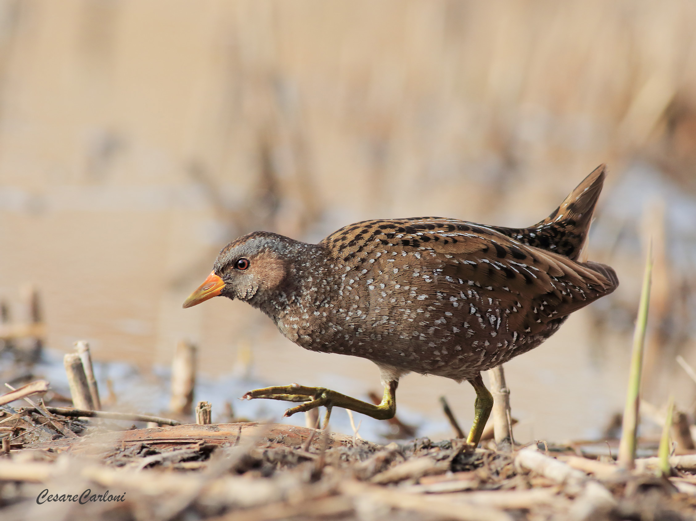Voltolino (porzana porzana)