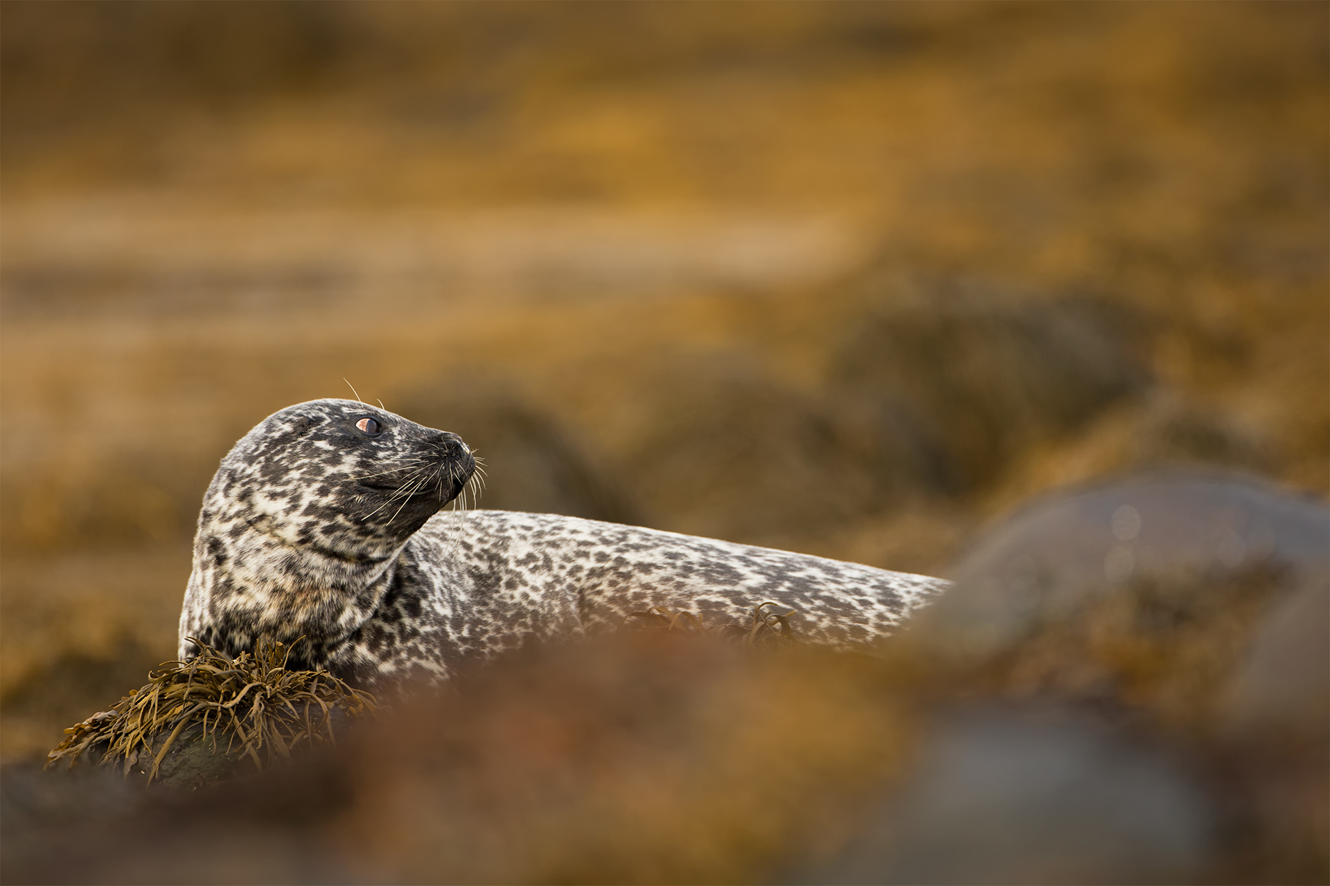 Phoca vitulina