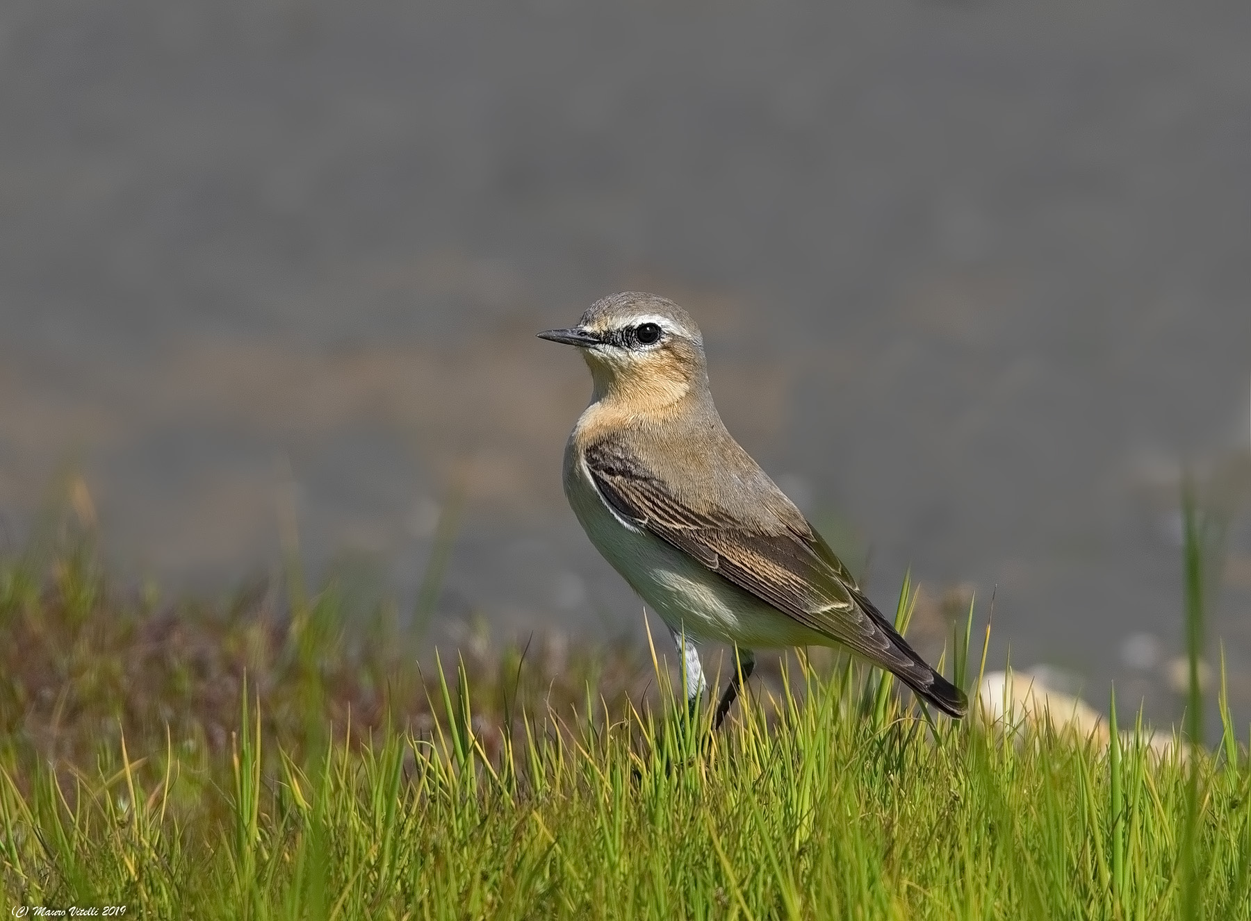 Culbianco (Oenanthe oenanthe)