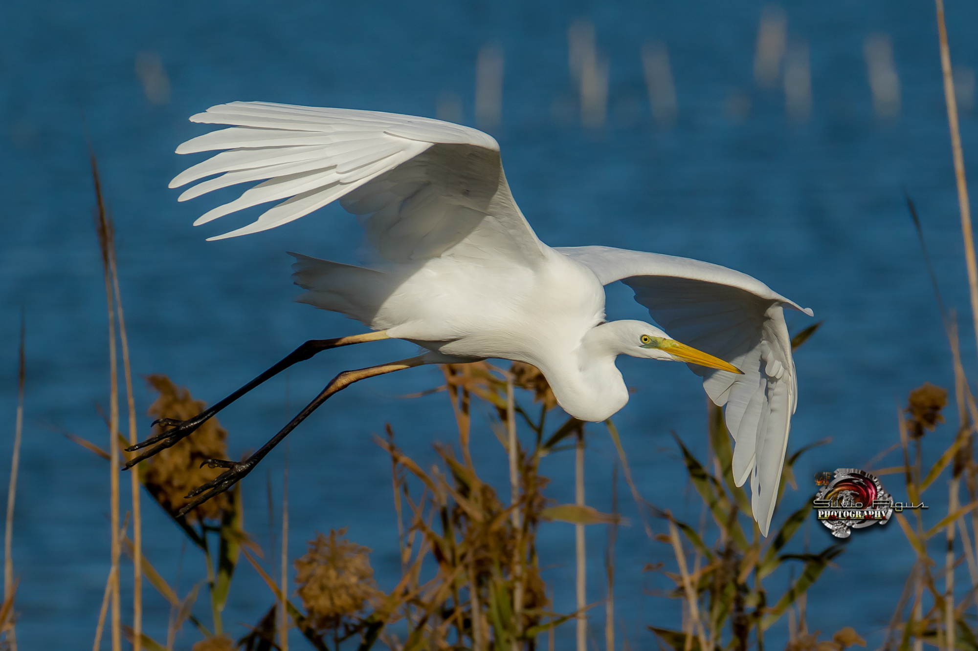 Airone bianco maggiore