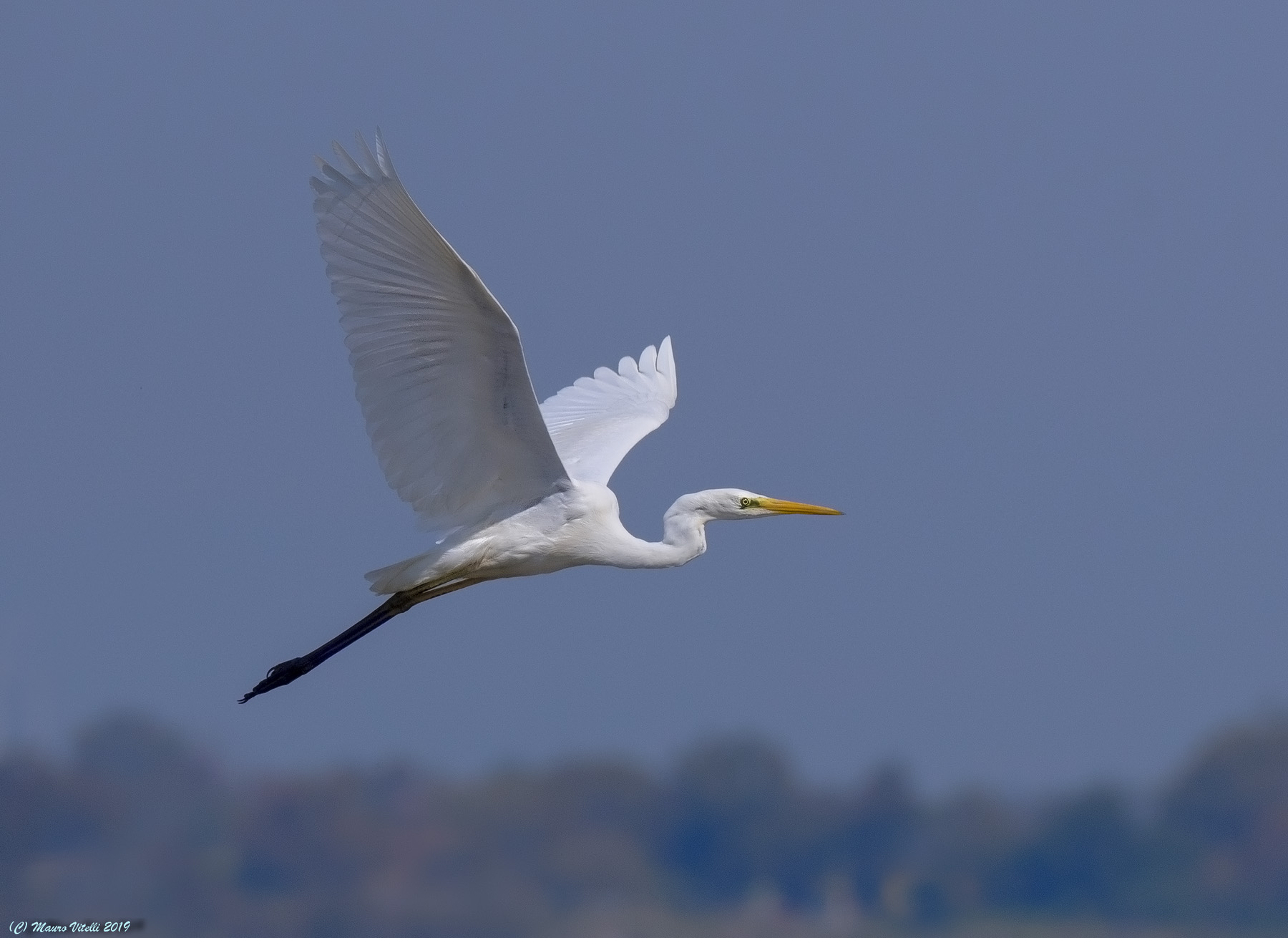 Major White Heron (Casmerodius albus)