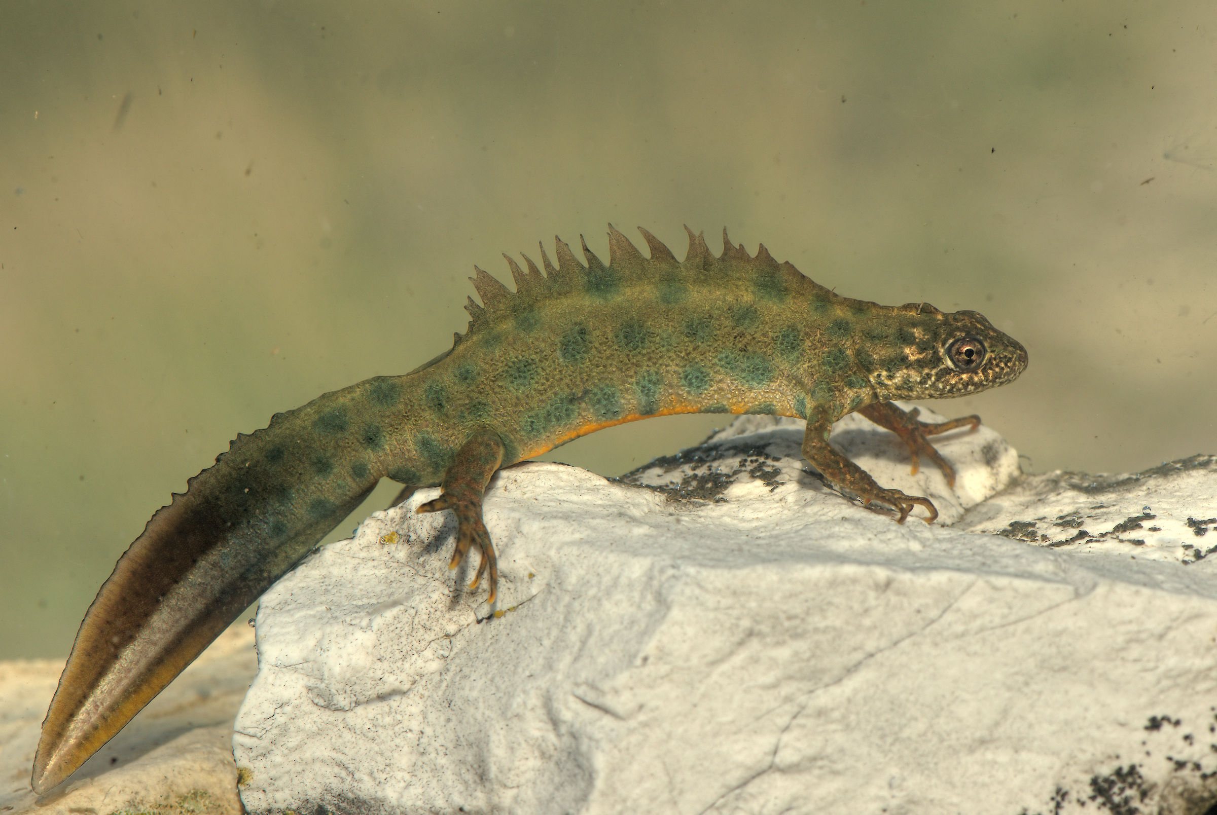 Tritone crestato maschio