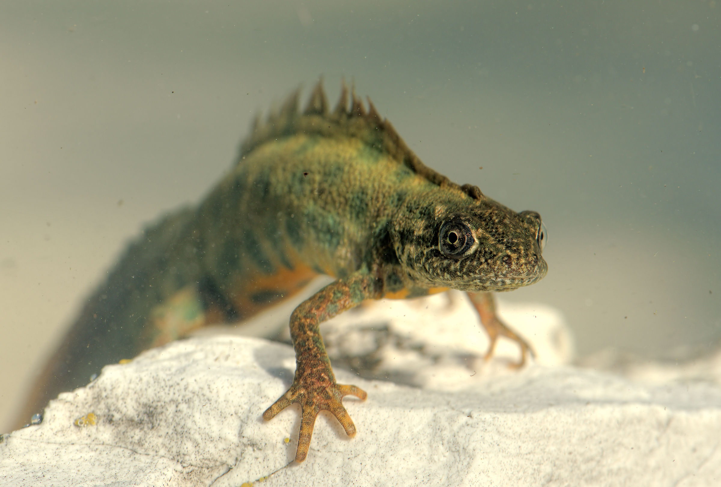 Tritone crestato maschio