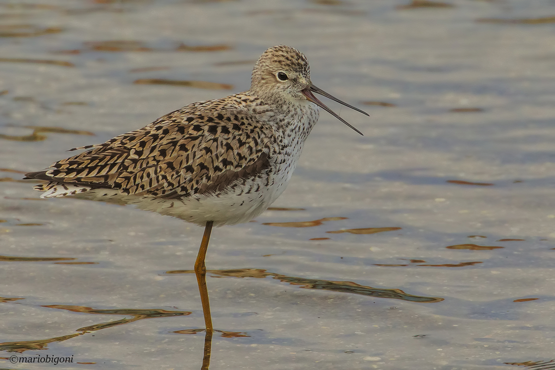 Marsh Sandpiper