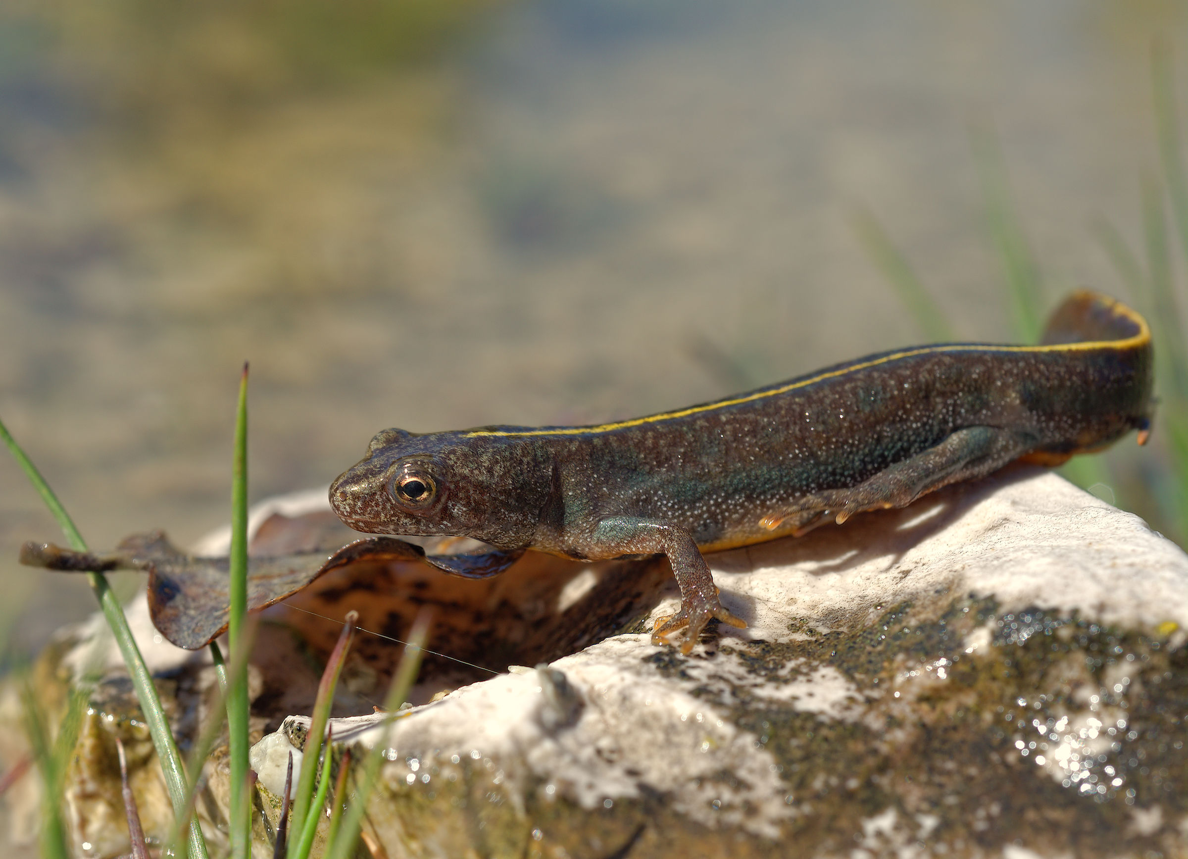 Tritone crestato femmina