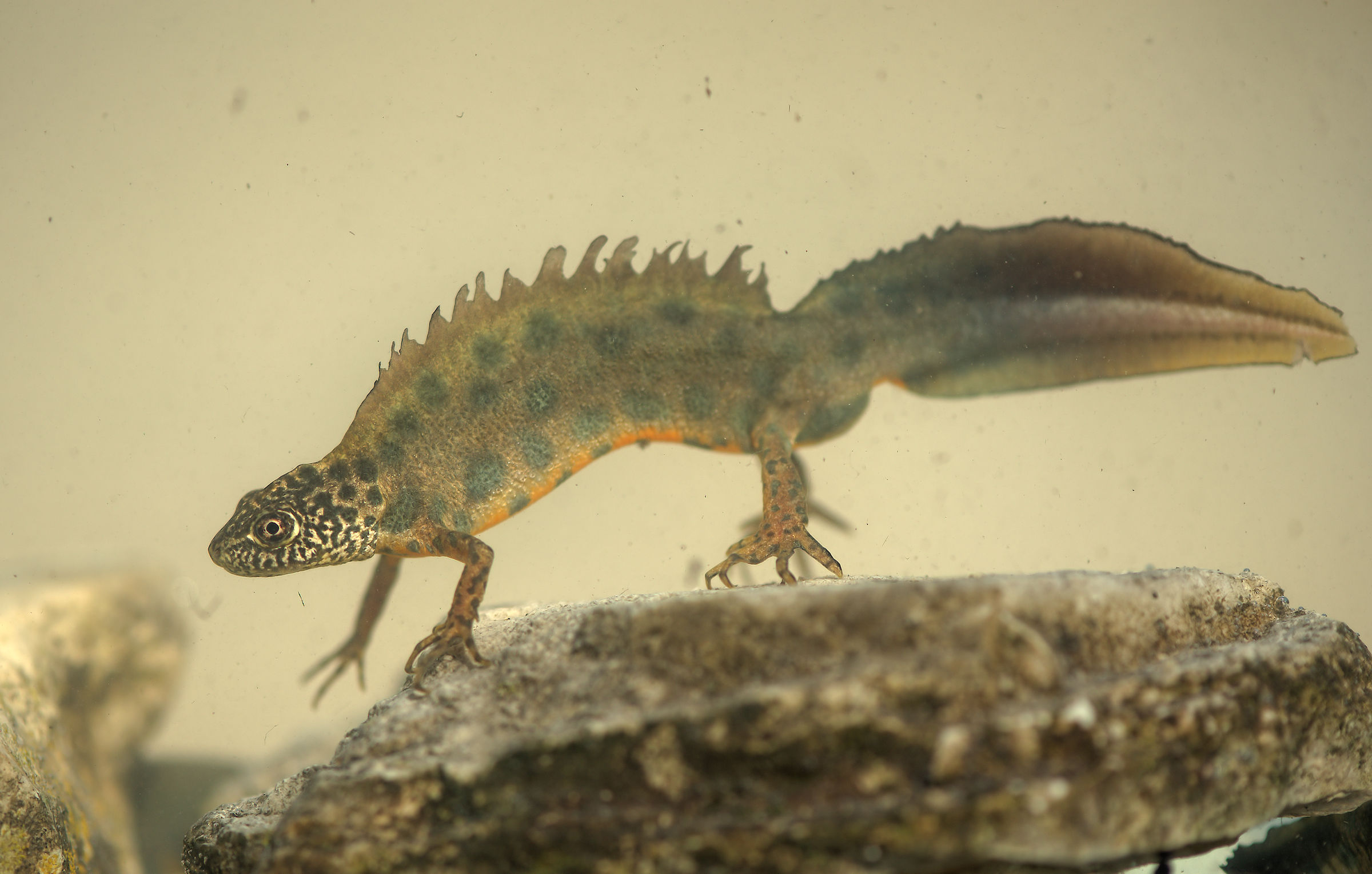 Tritone crestato maschio