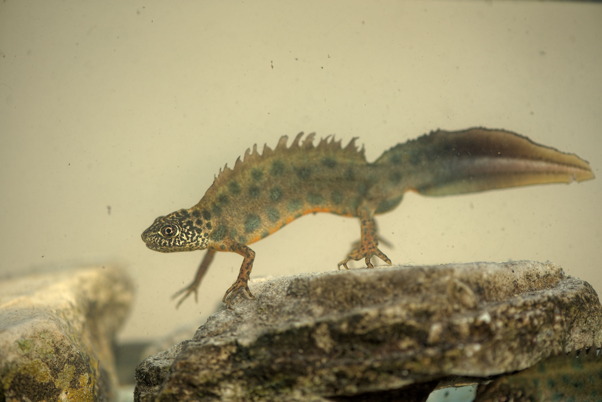 Tritone crestato maschio