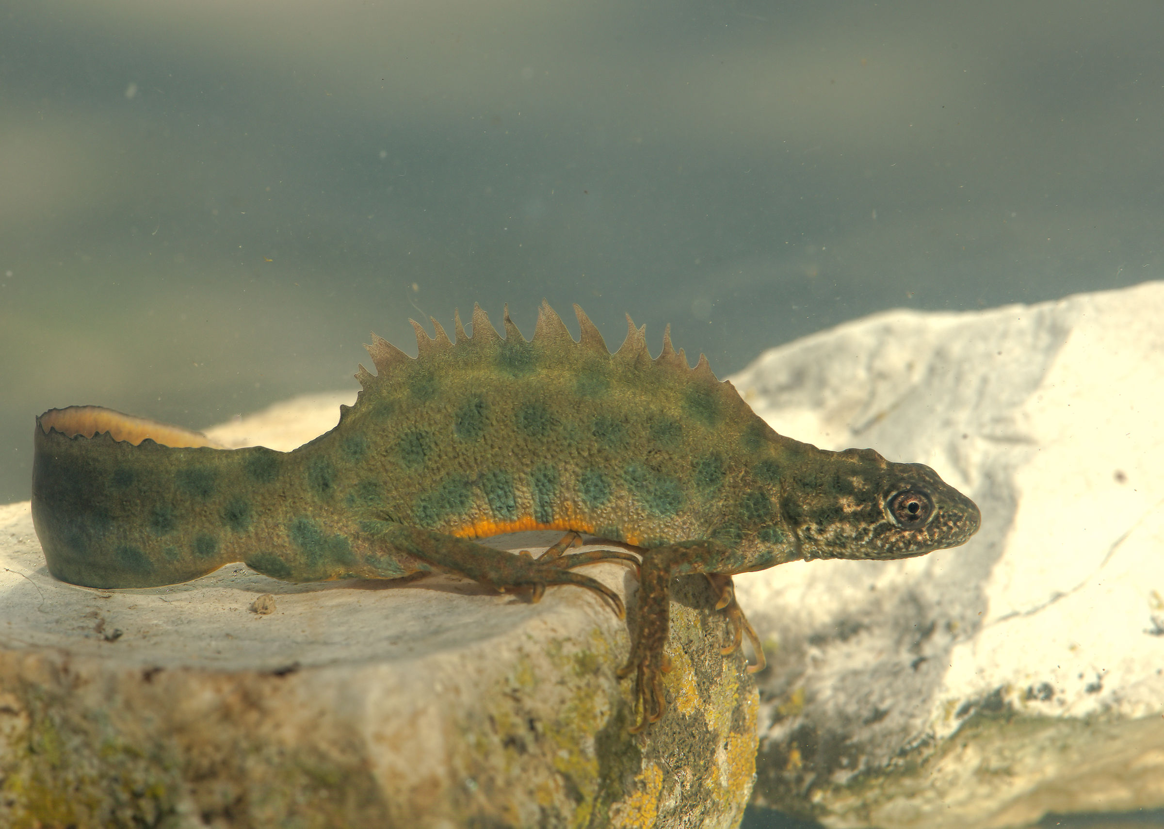 Tritone crestato maschio