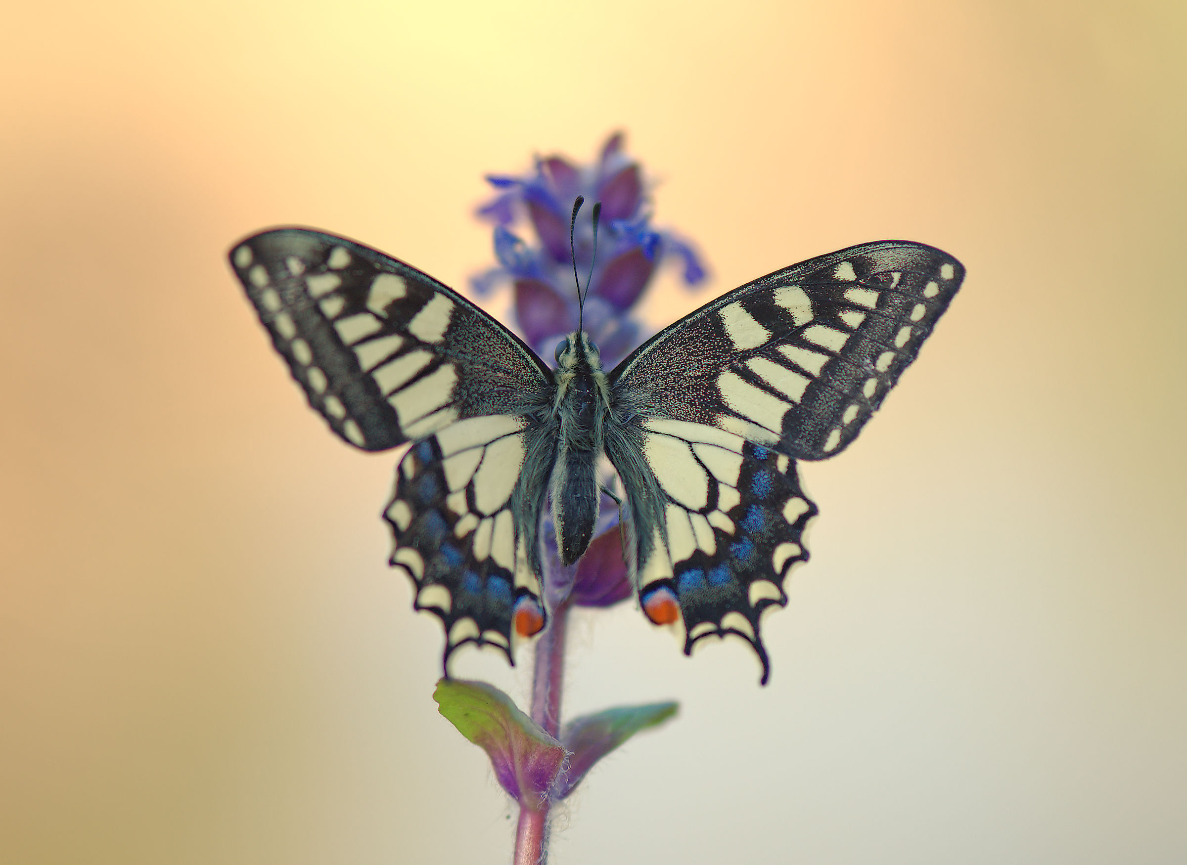 The Papilio Machaon