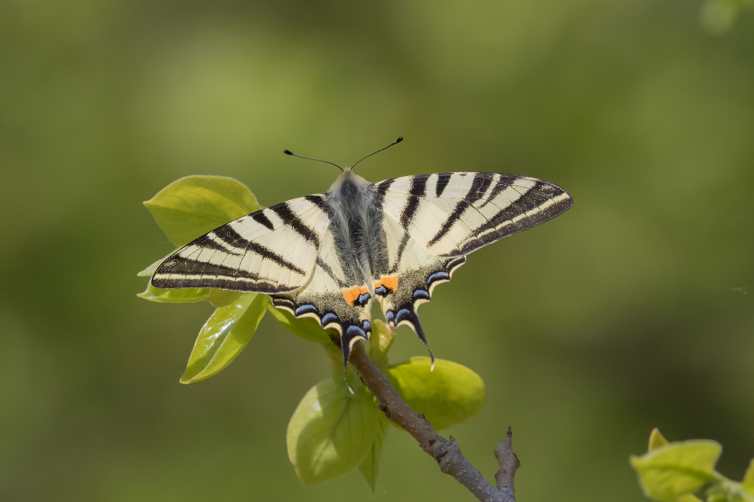 Swallowtail