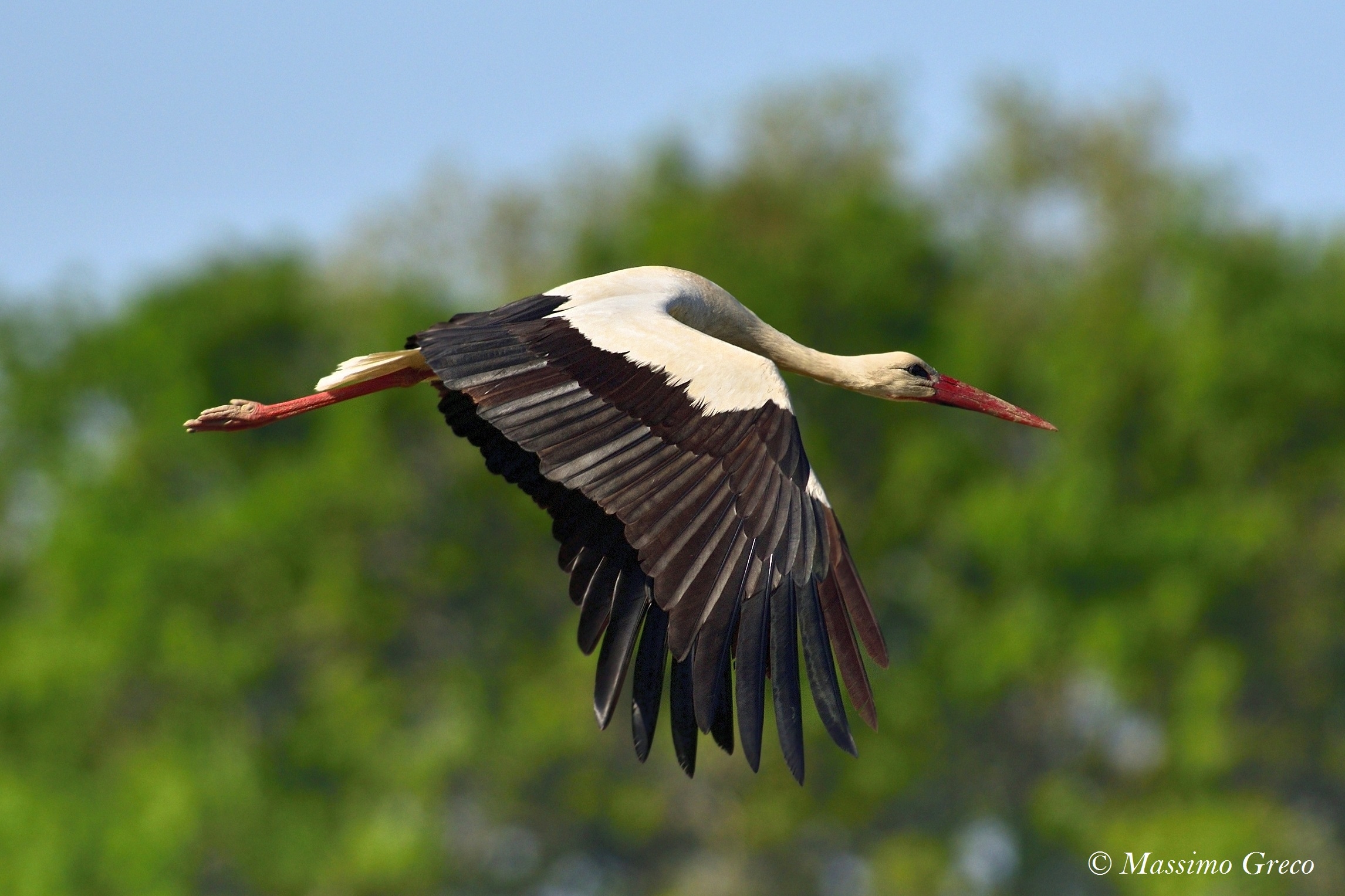 Stork (Ciconia Ciconia)