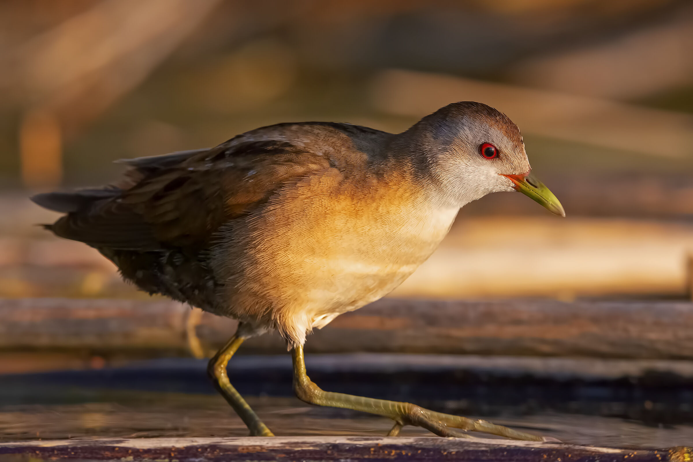 Female Crake at sunset