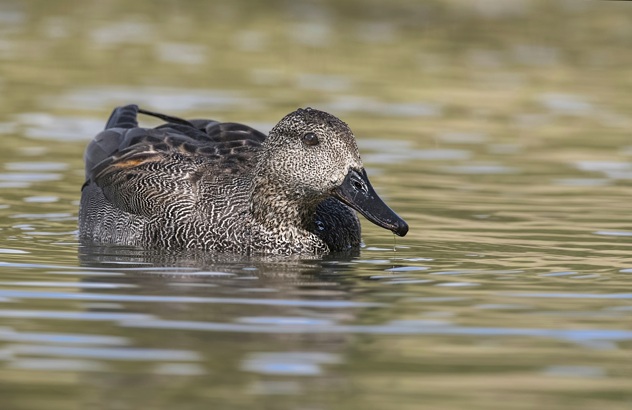 Gadwall
