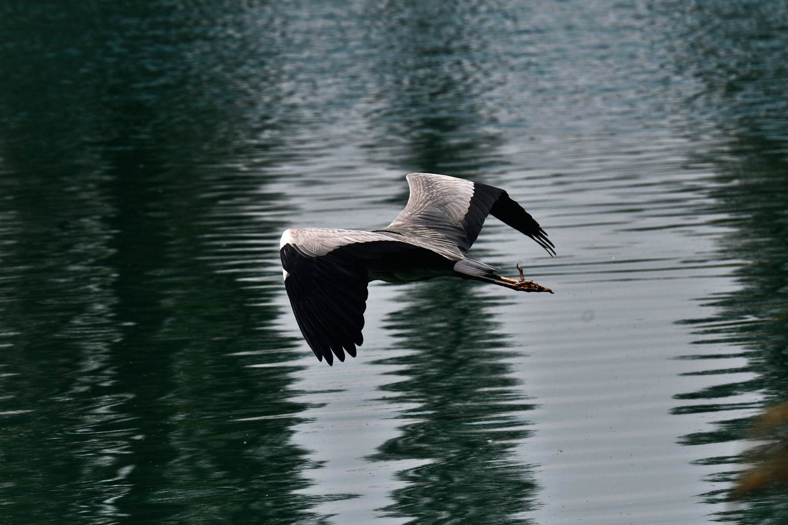 ''Ehi! Perché quel gestaccio?!''