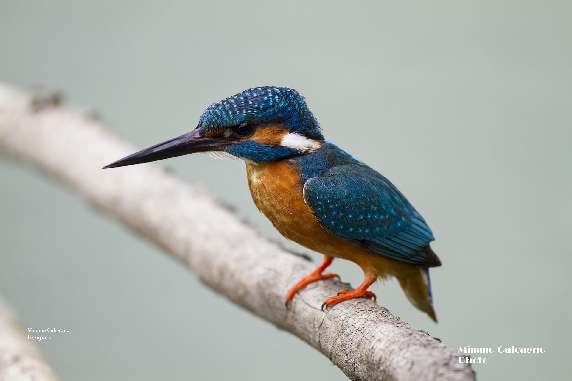 Kingfisher