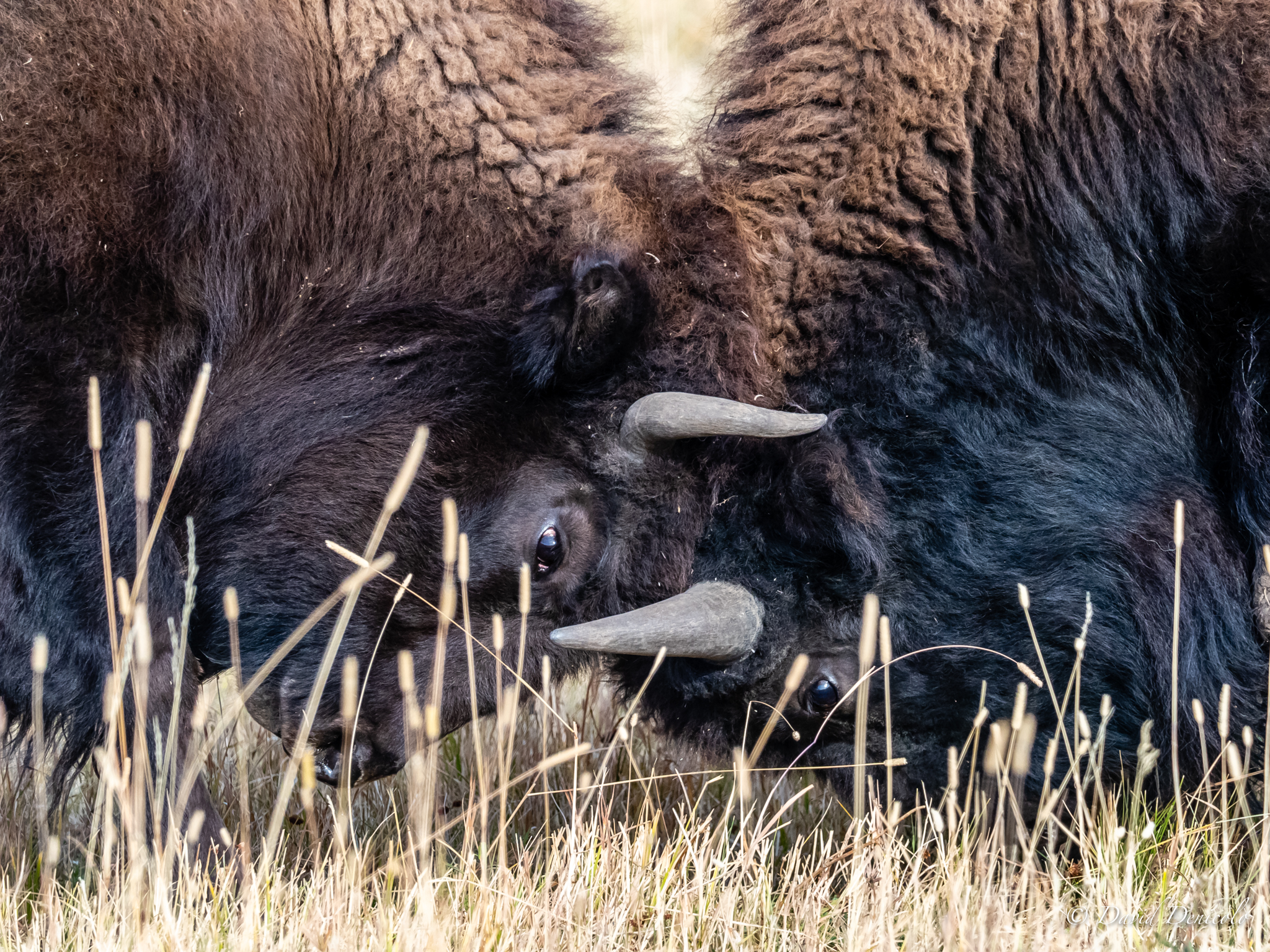 Bisonti che bisonteggiano
