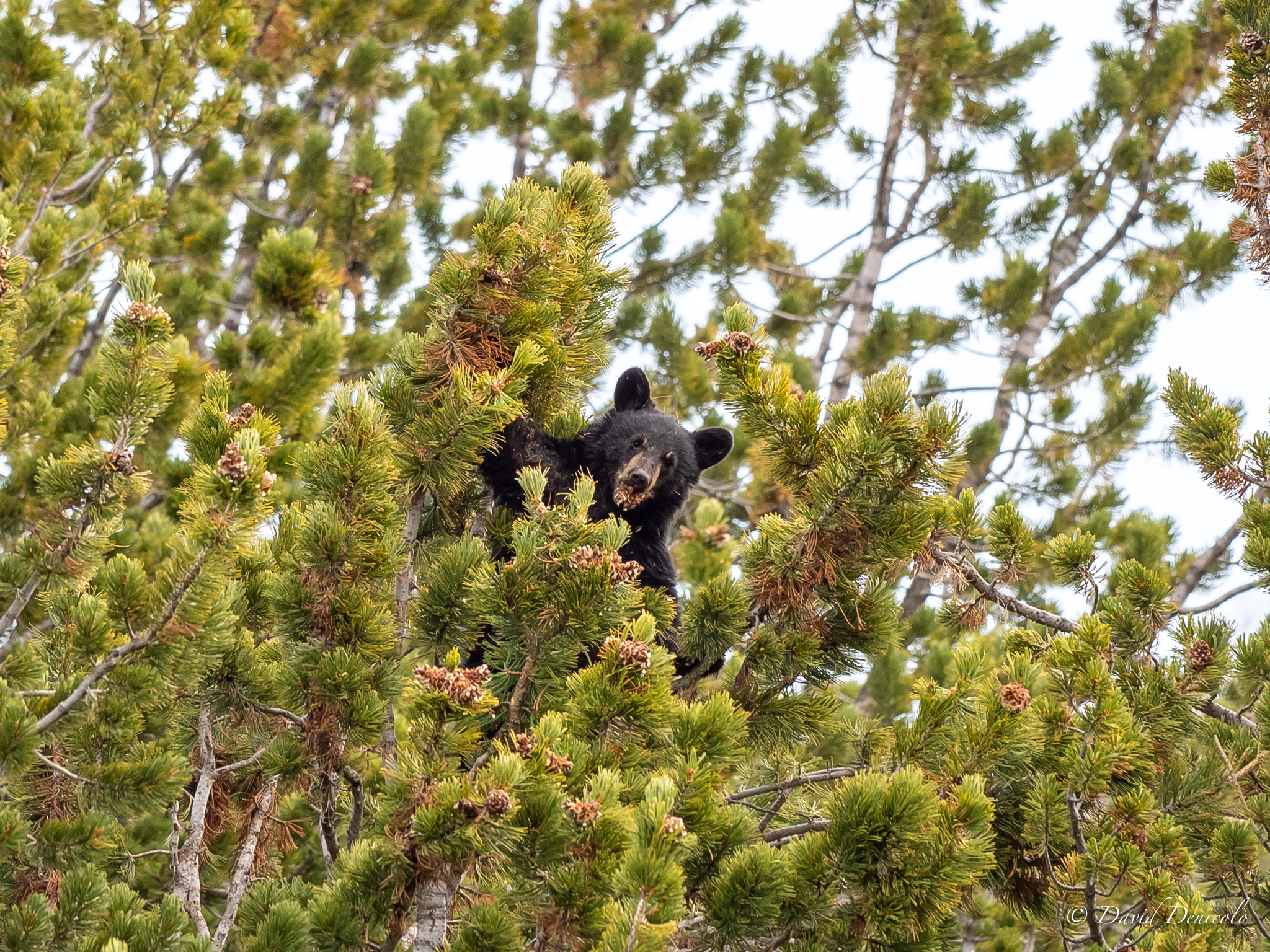 Teddy on the tree