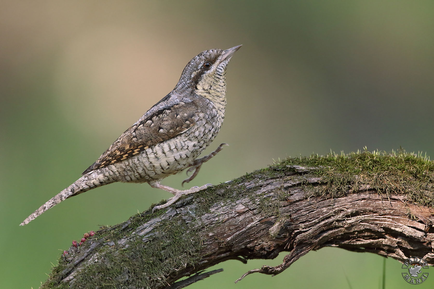 Torticollis-Eurasian Wryneck-Jynx Torquilla