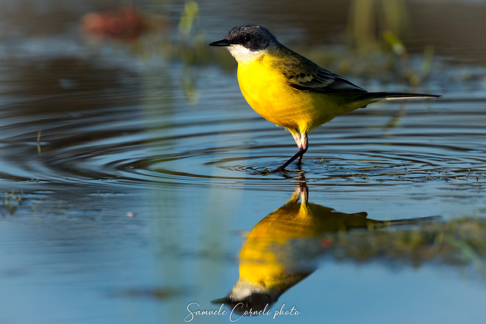 LA Yellow Wagtail