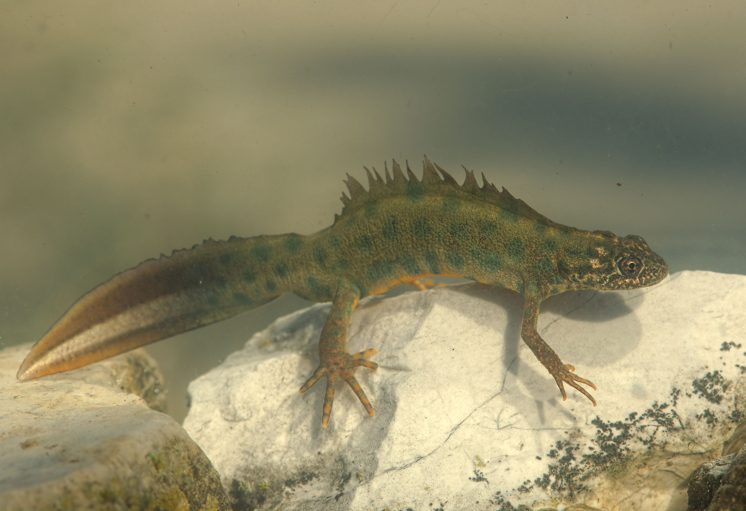 Tritone crestato maschio