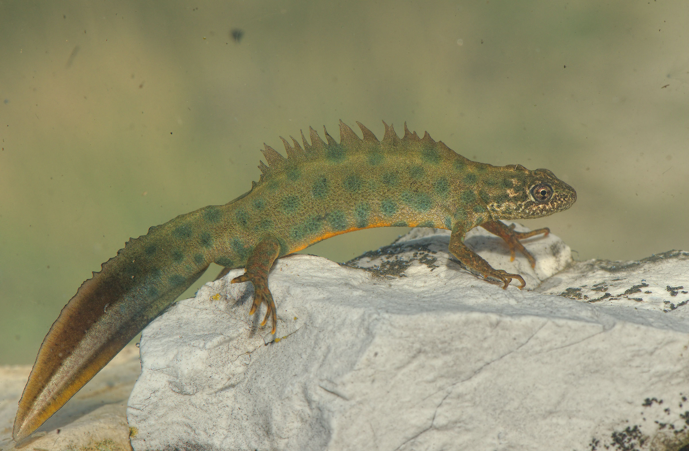 Tritone crestato maschio