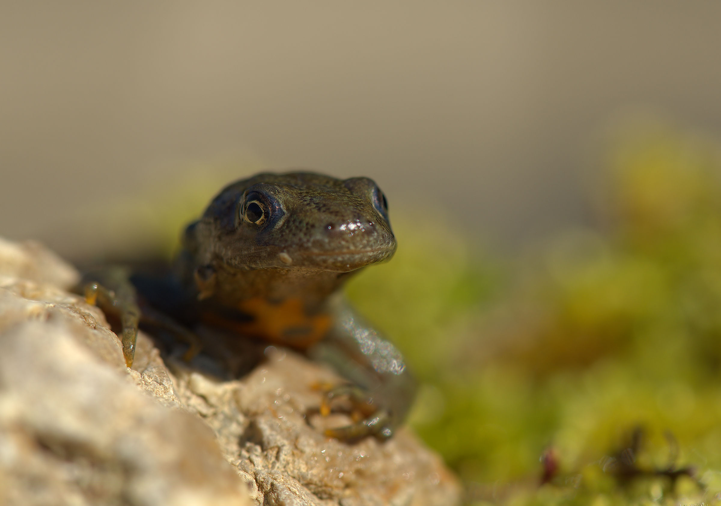Tritone crestato femmina