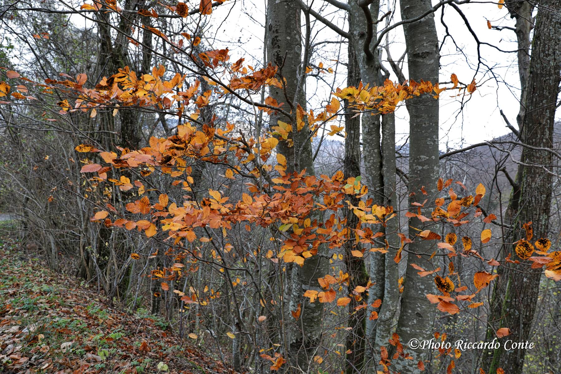 SANTA MARIA VAL TARO (PR) AUTUMN 2018
