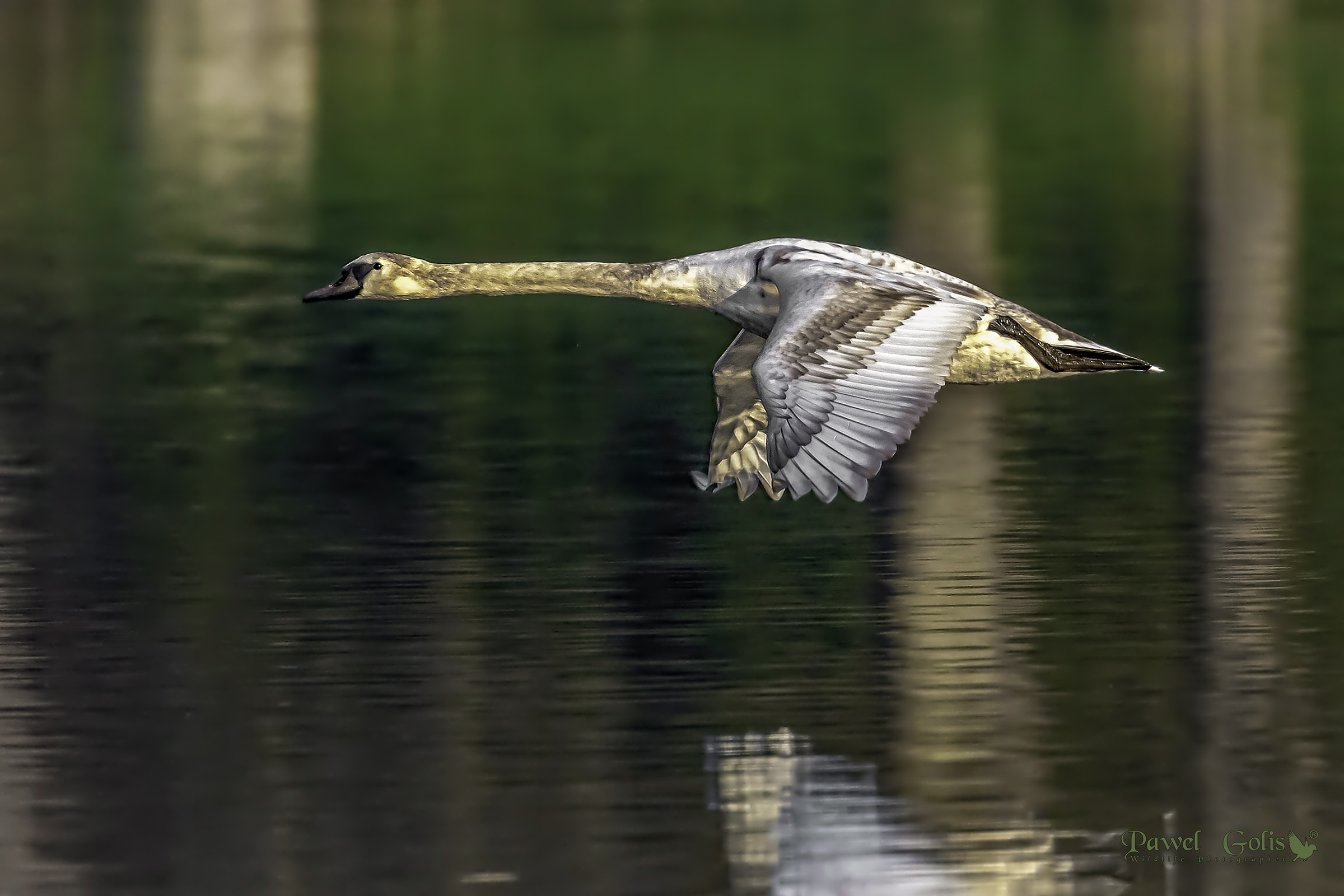 Mute cigni in volo (Cygnus olor)