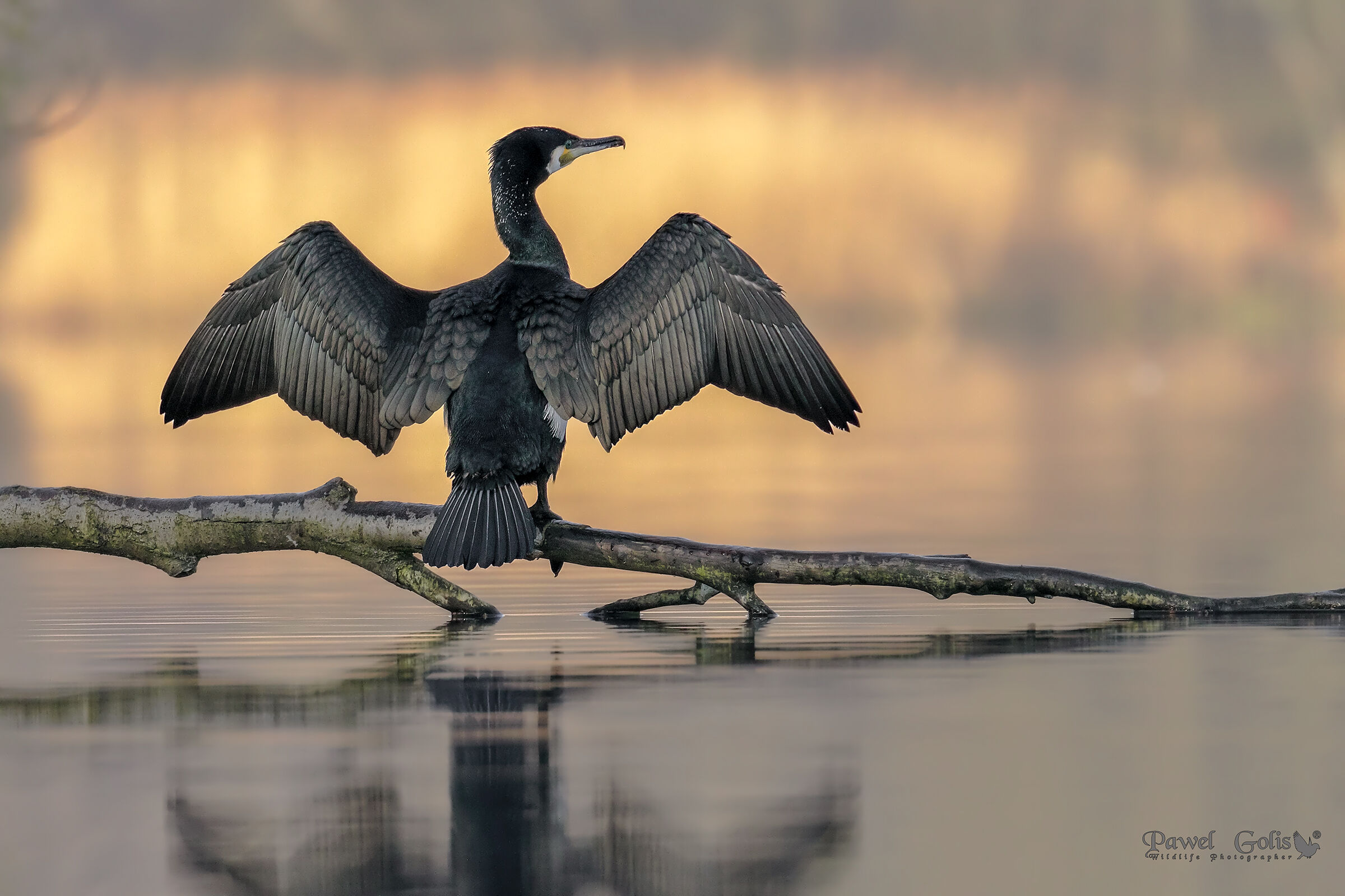 Cormorano grande (Phalacrocorax carbo)