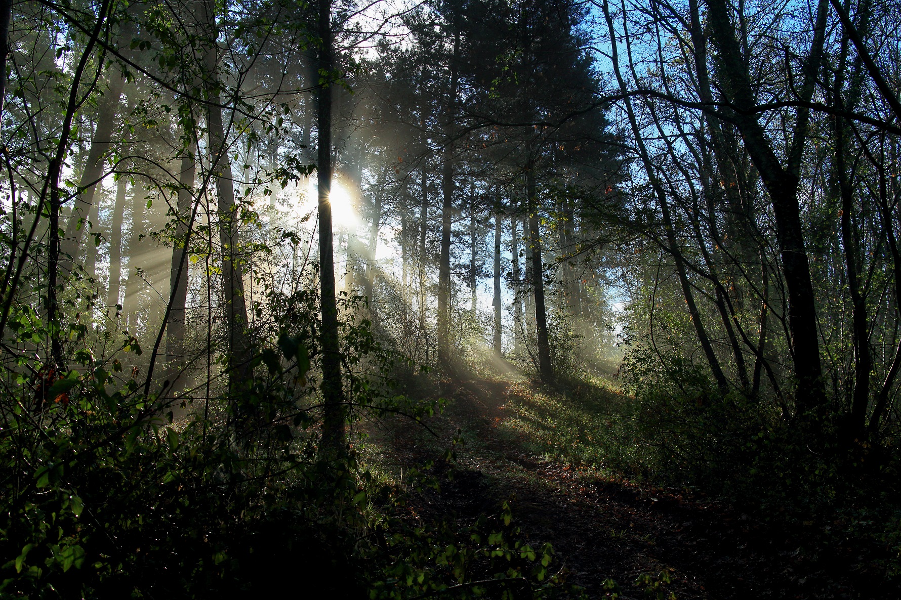 The Awakening of the Forest
