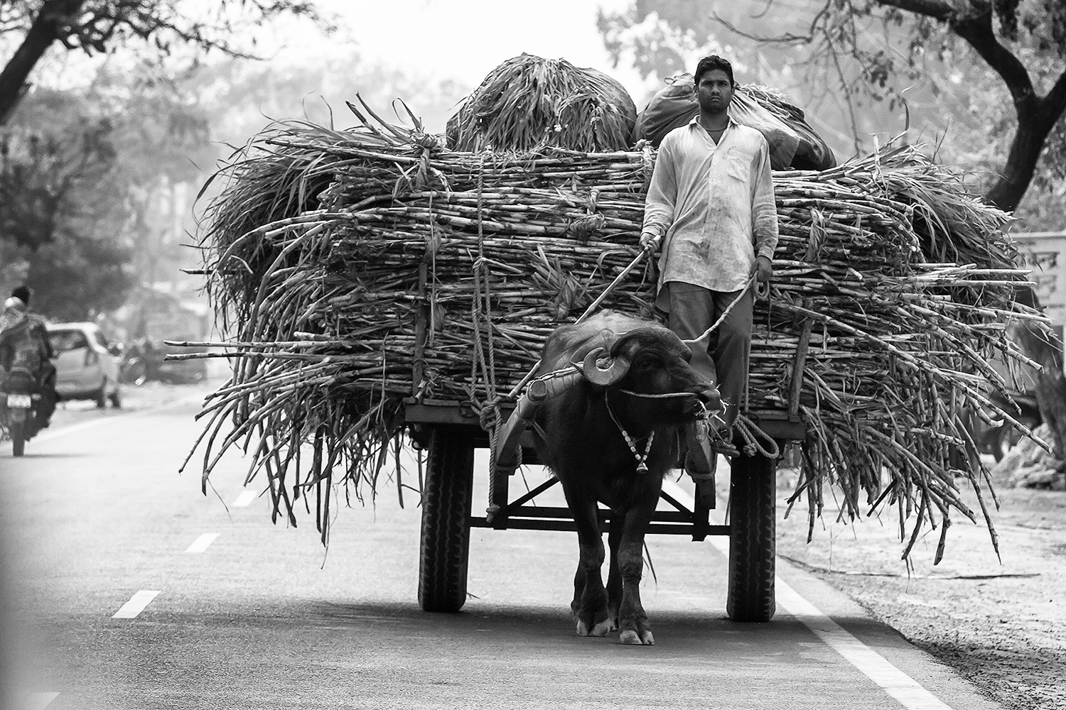 The Buffalo and the sugarcane