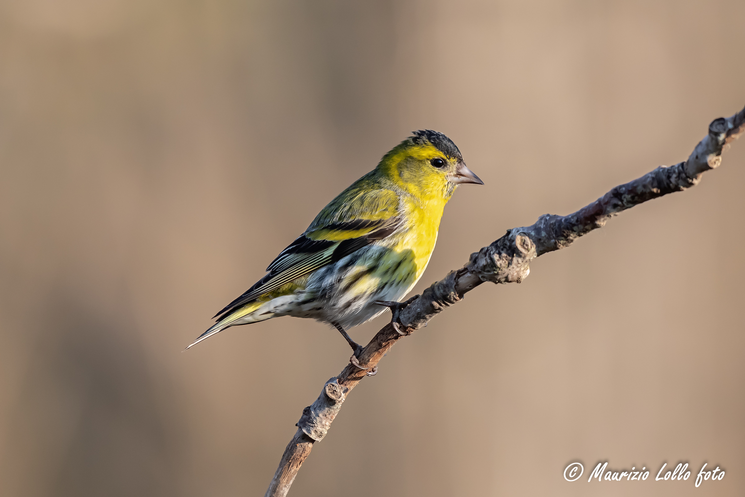 Lucherino - Buona Pasqua