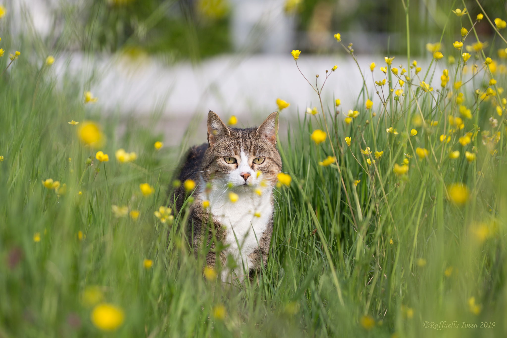 I gatti del mio paese