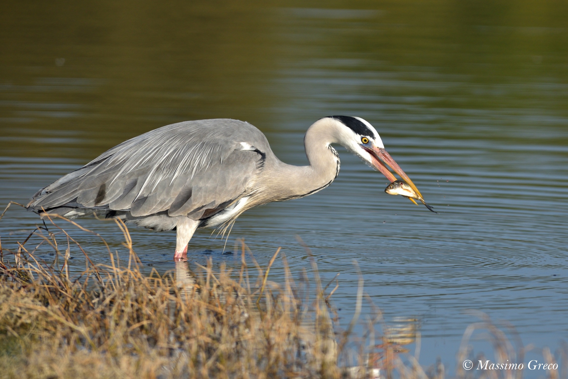 Grey Heron Fishing