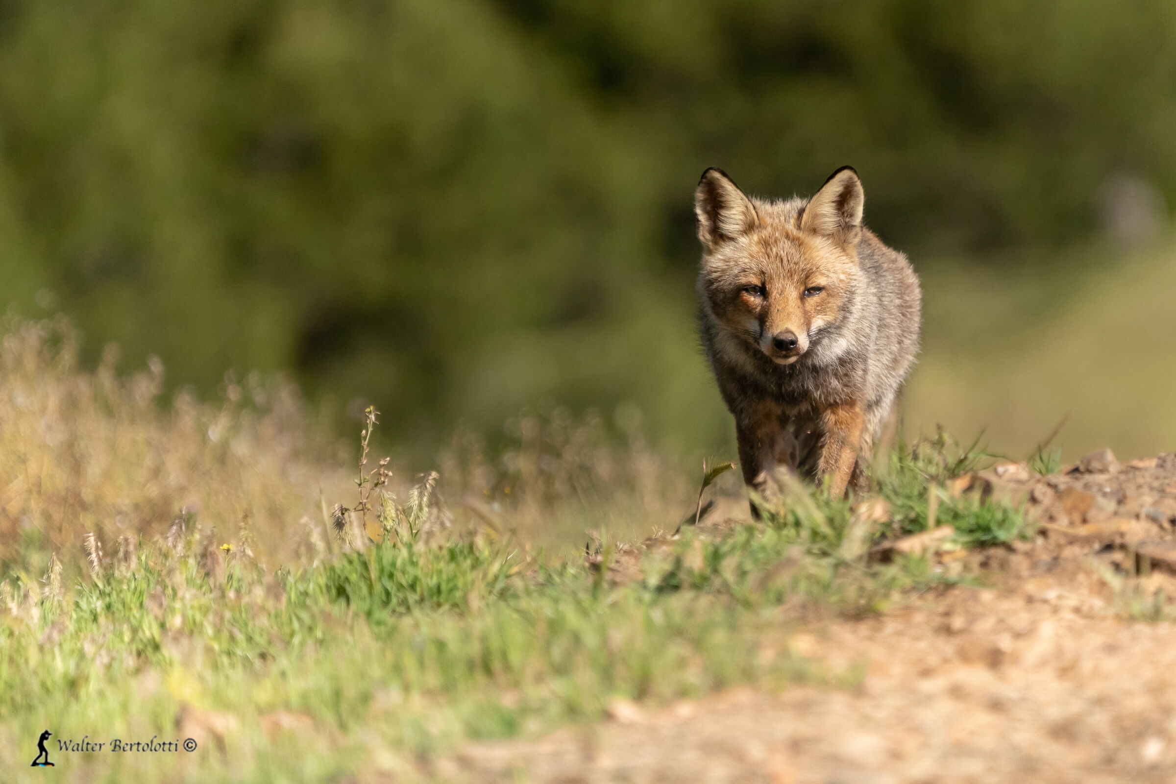 Fox