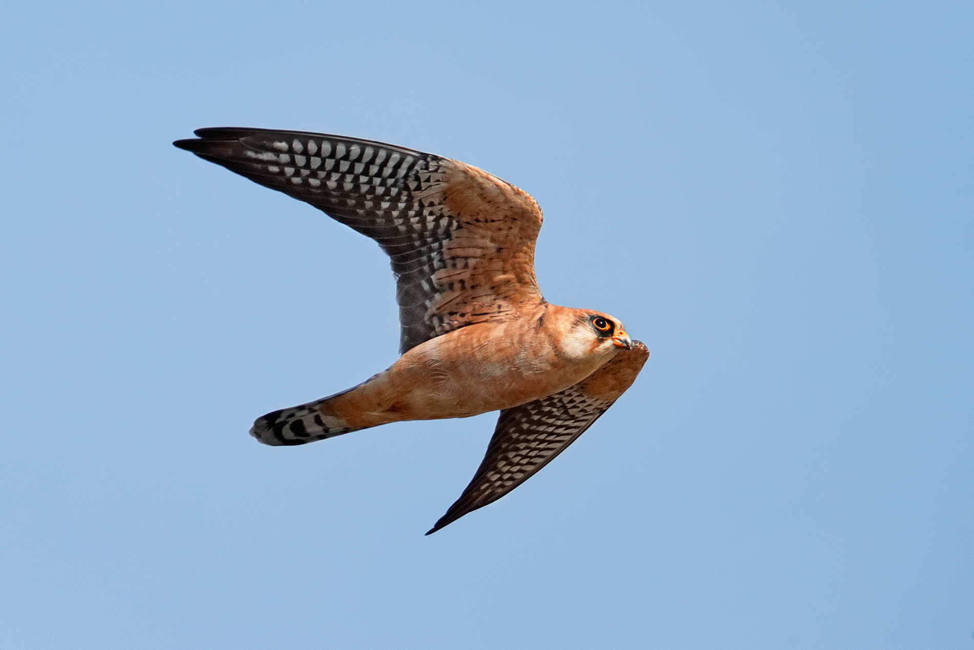 Falco cuculo - femmina in migrazione