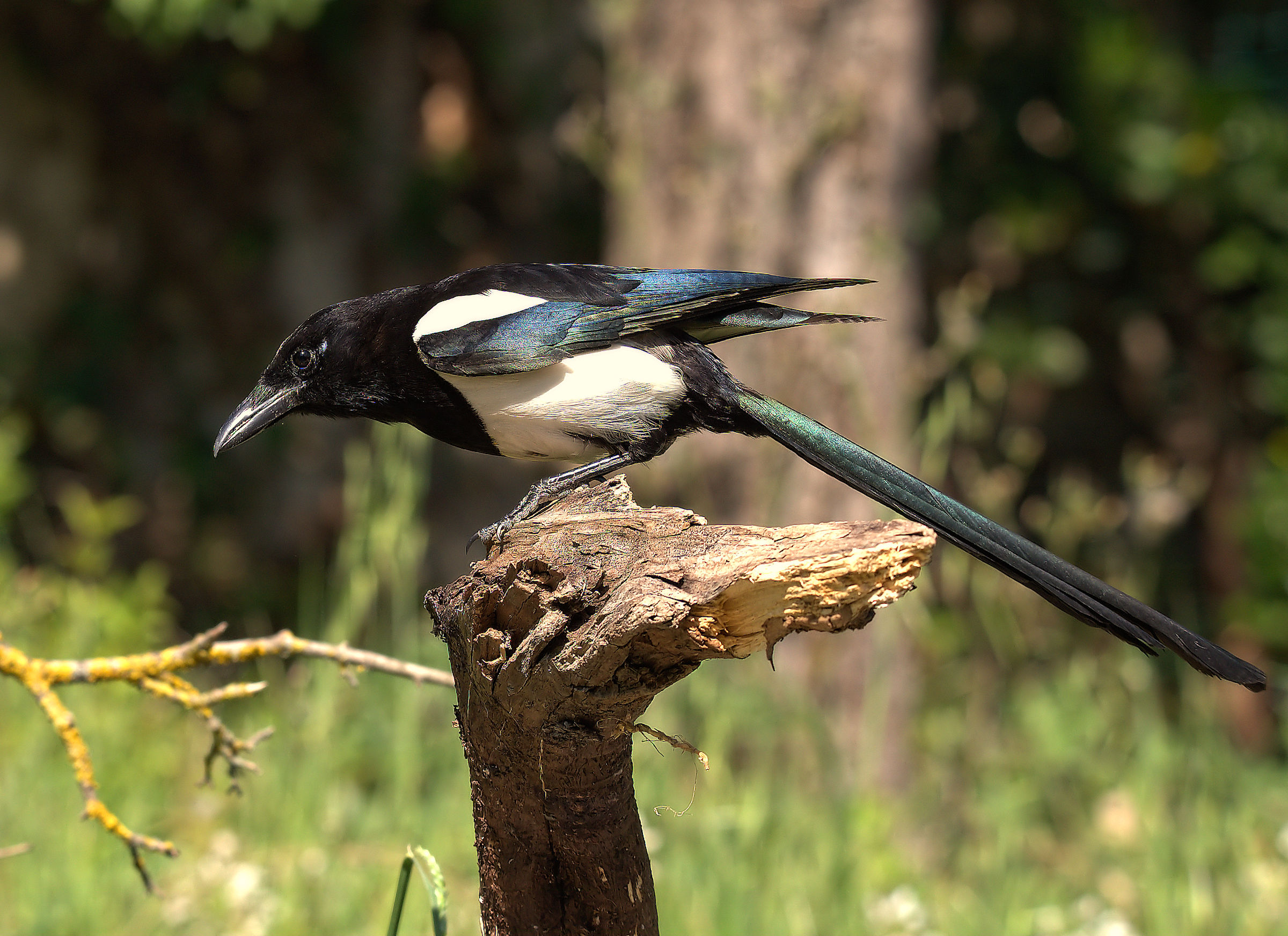 Magpie