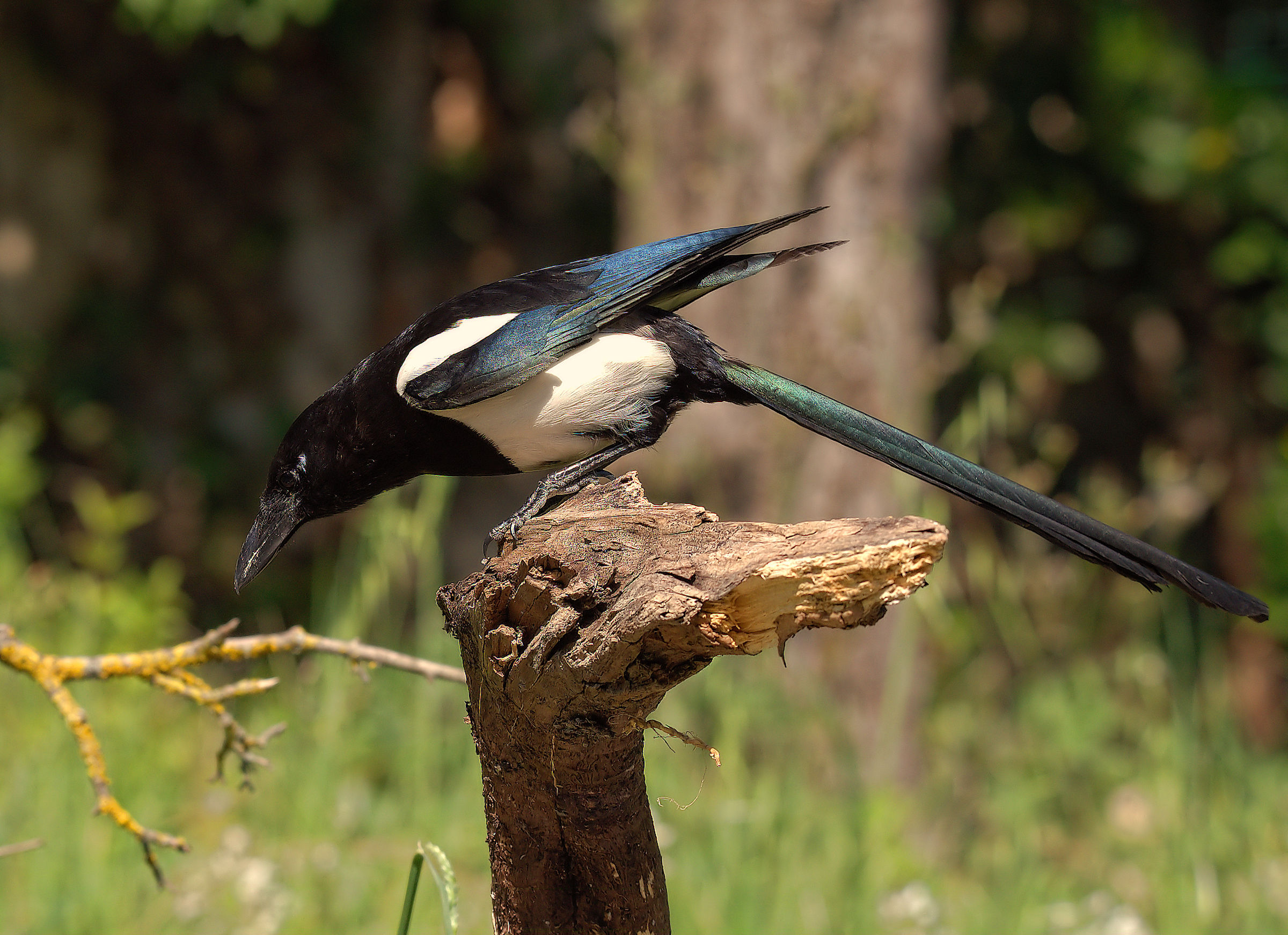 Magpie