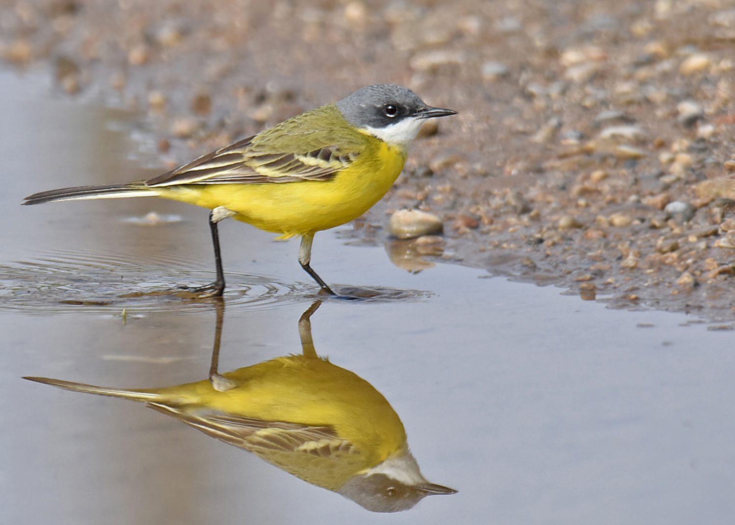 Cutrettola capocenerino