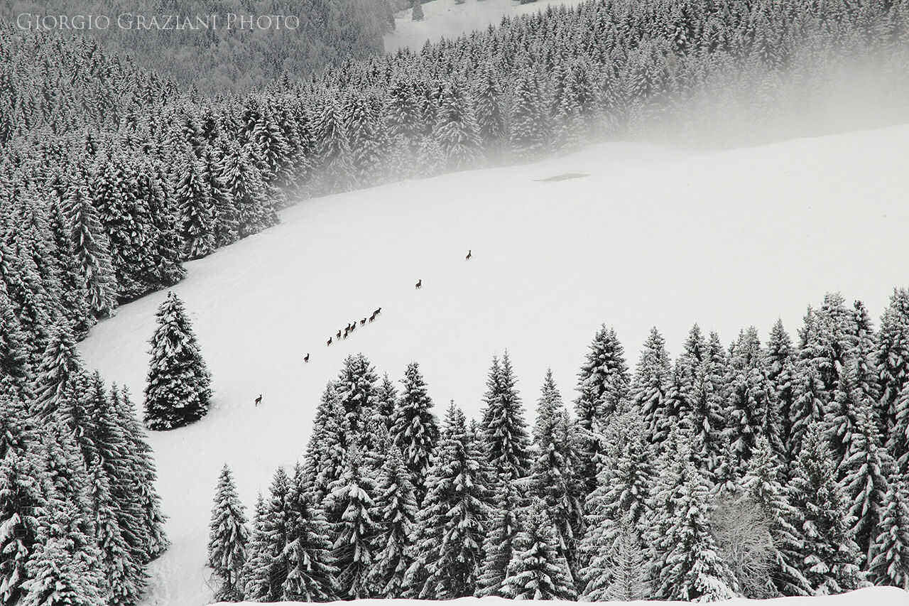 Cervi in Val Formica