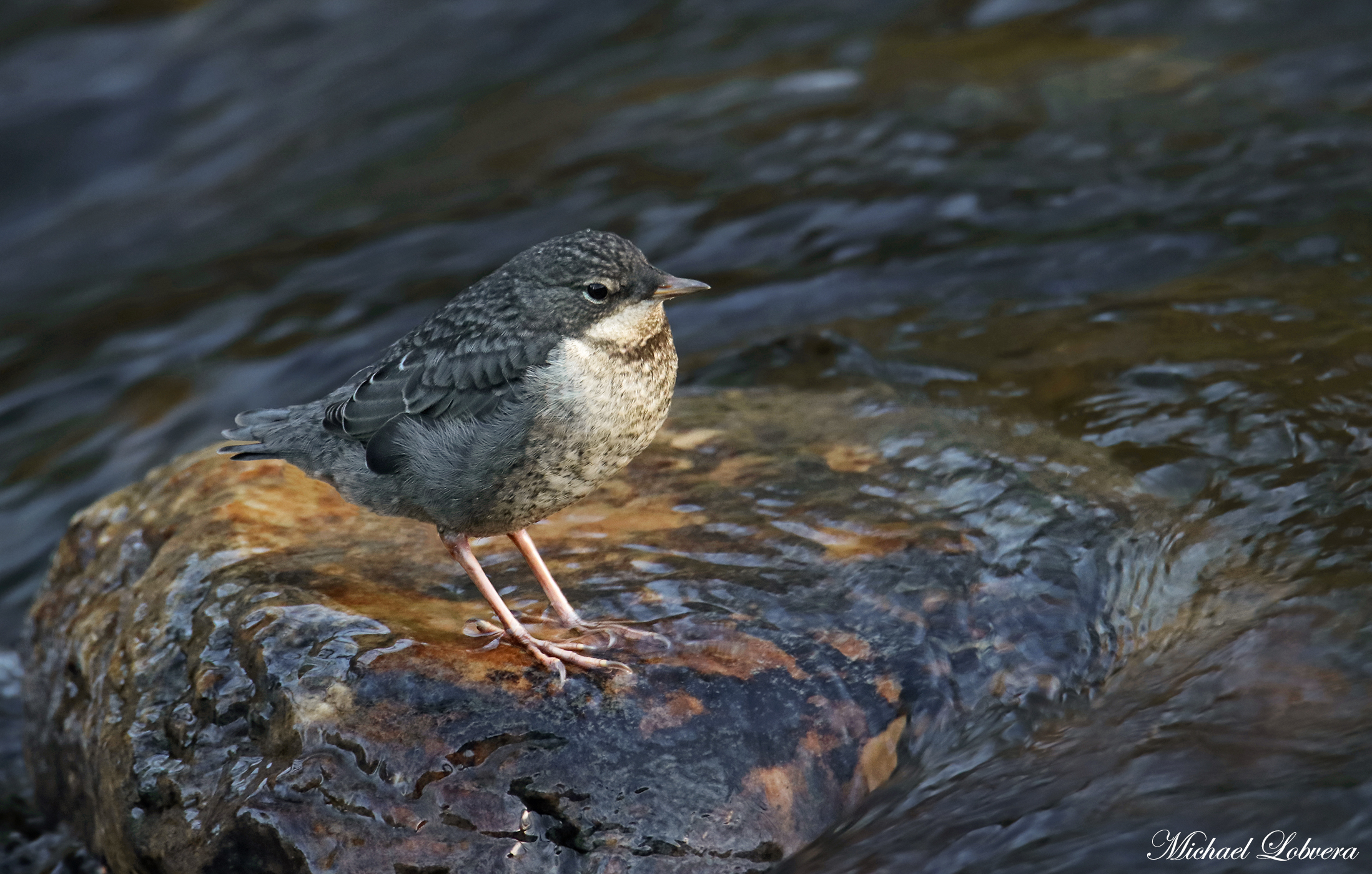 Piccolo di Merlo acquaiolo