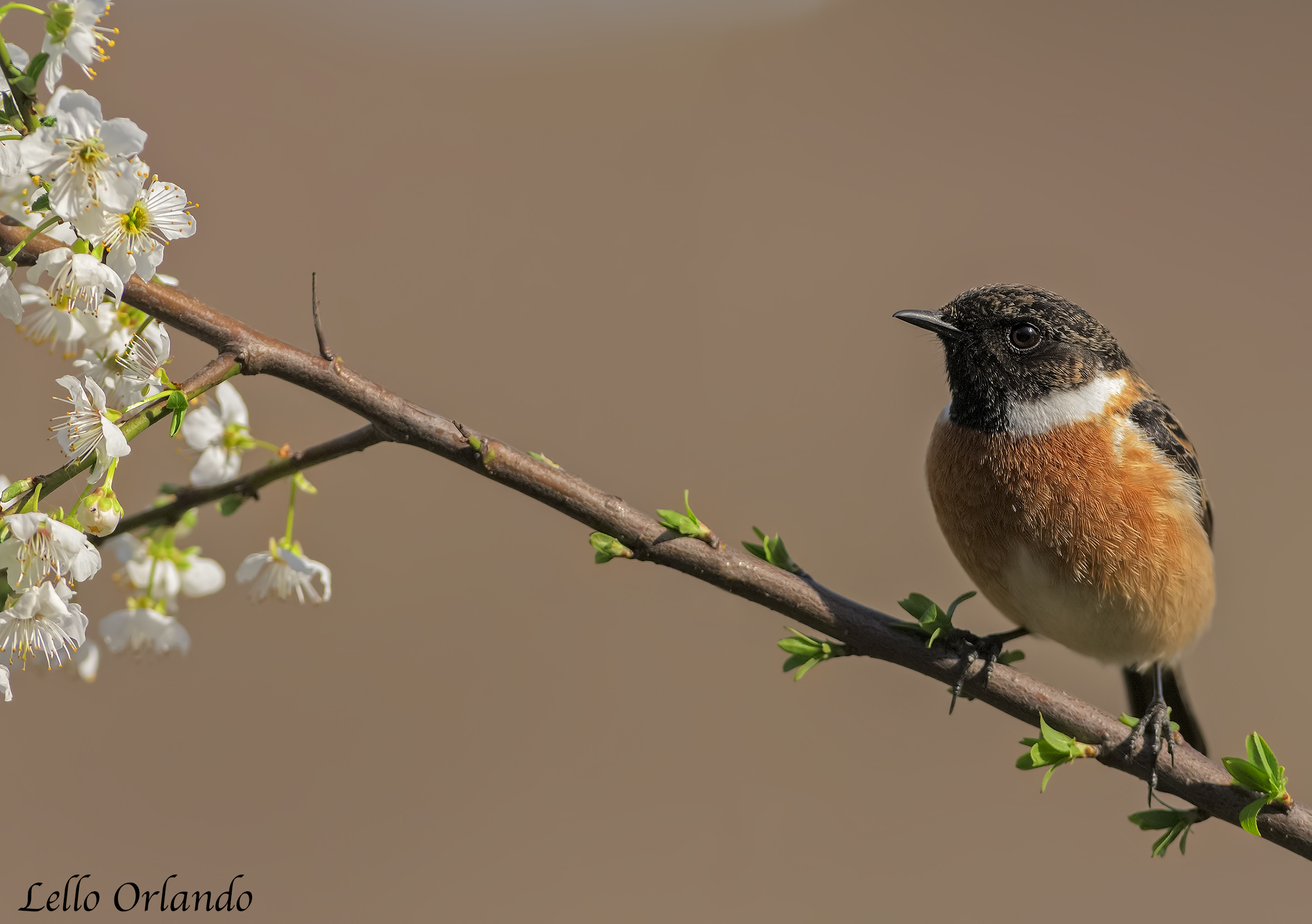 Saltimpalo In Primavera
