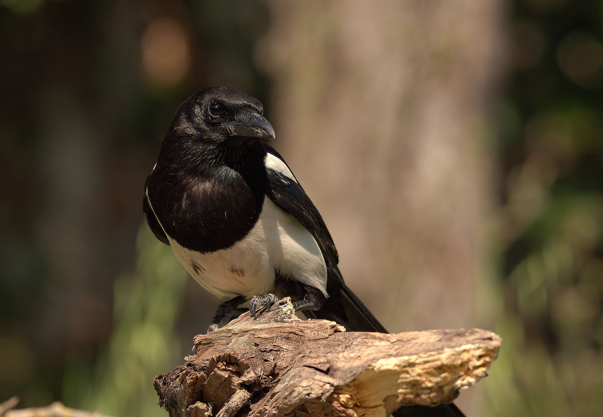 Magpie