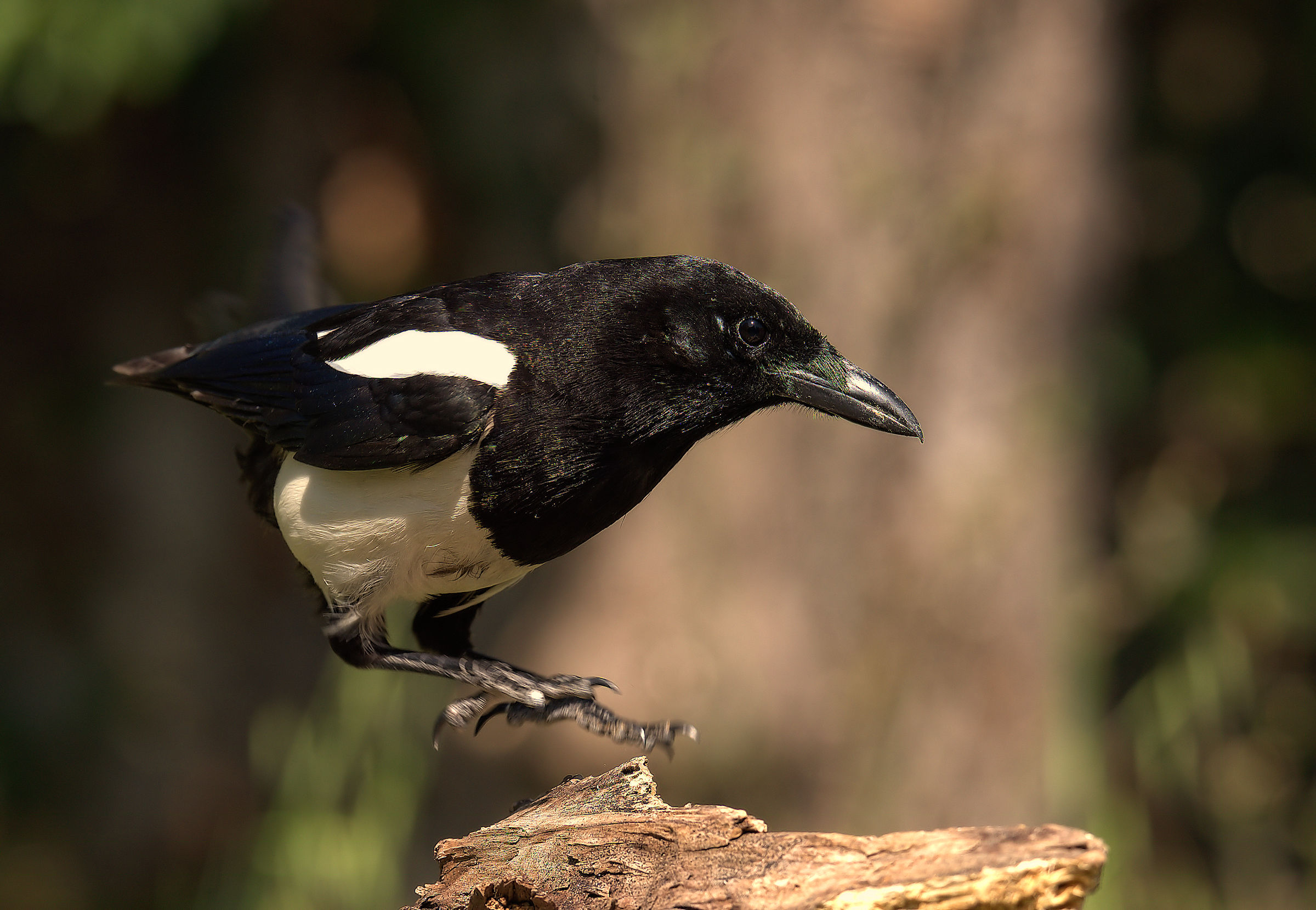 Magpie