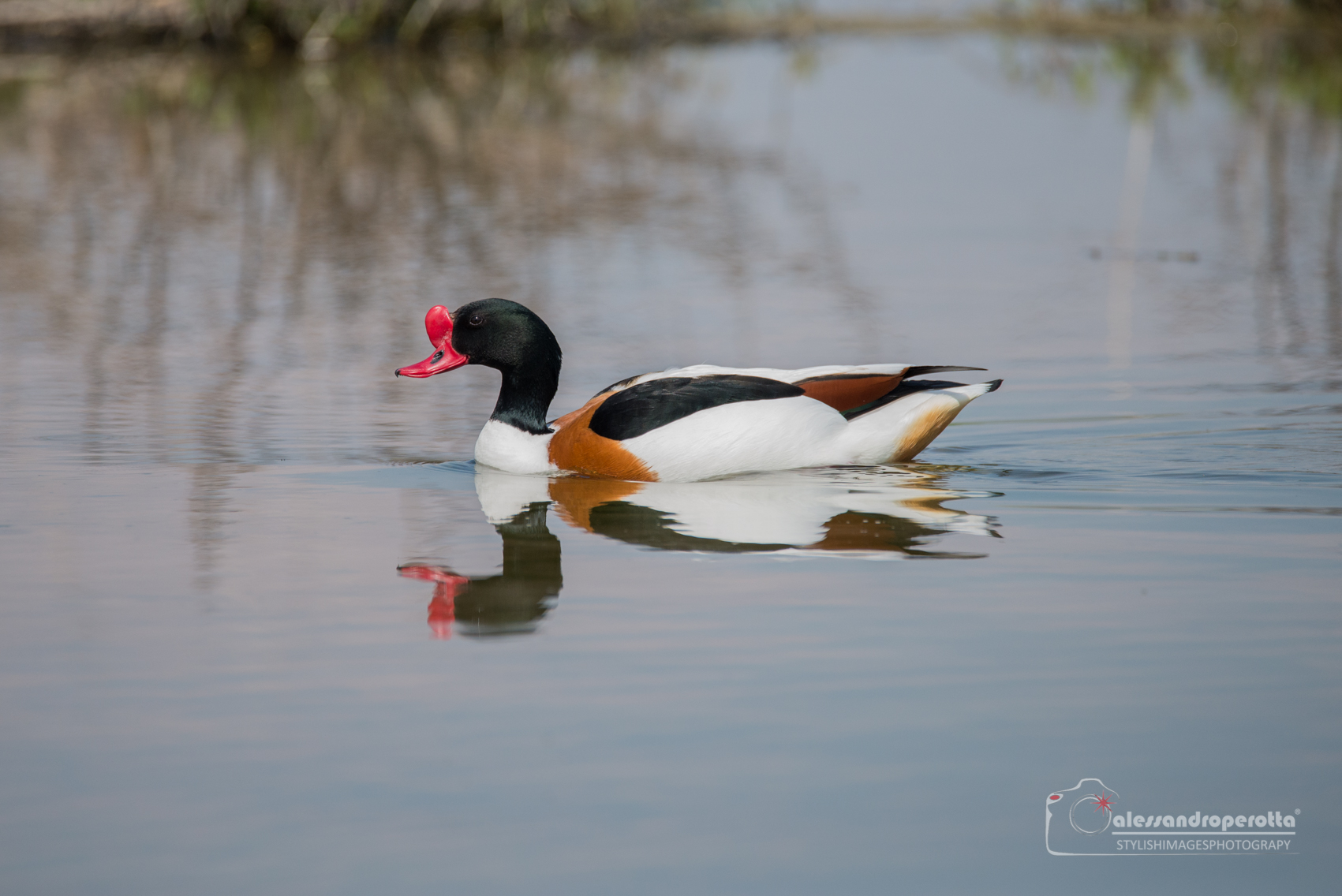Common Shelduck