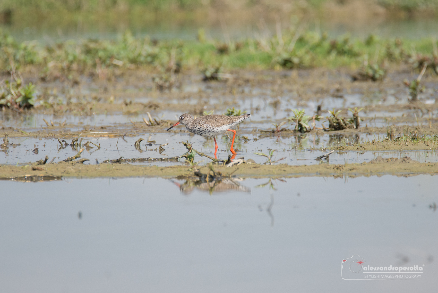 The usual Pettegola...