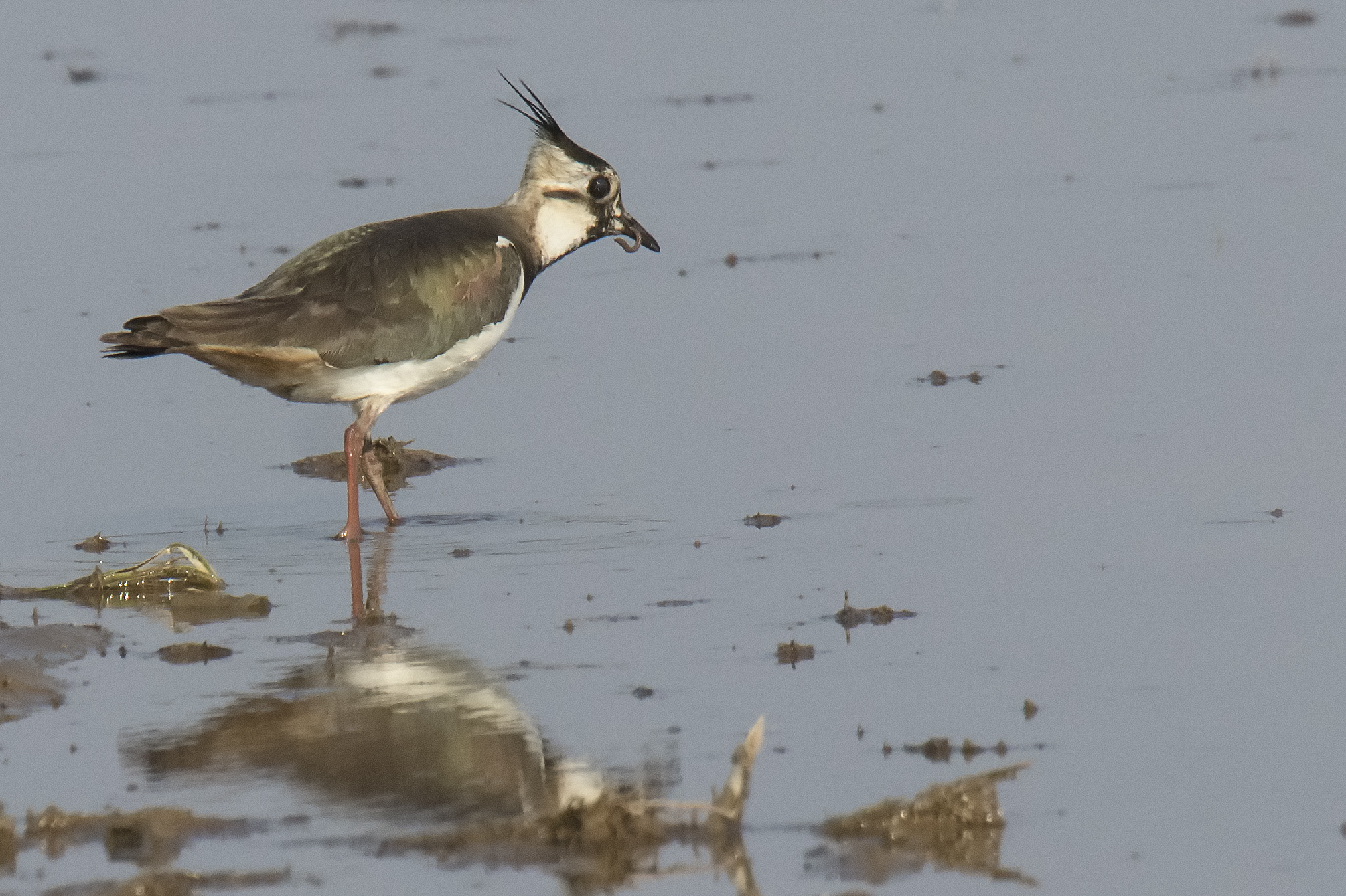 Lapwing in Paddy