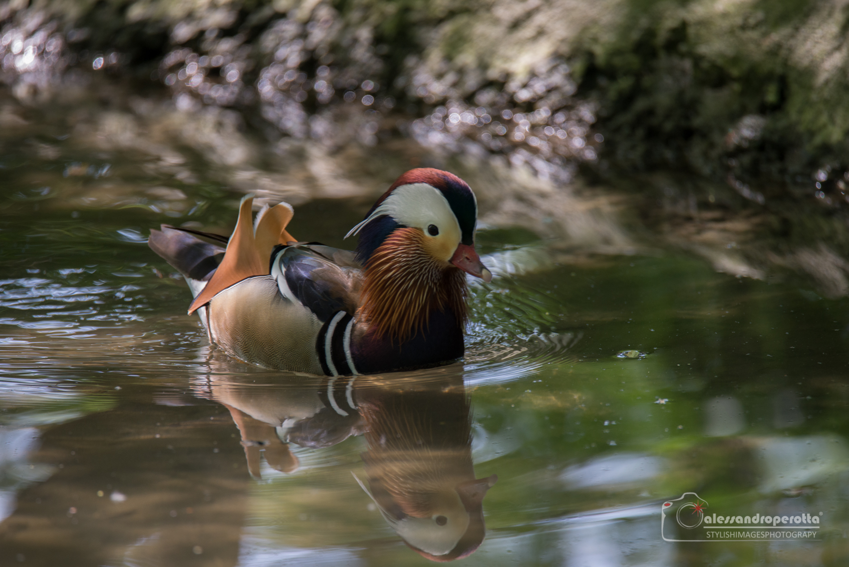 Mandarin Duck