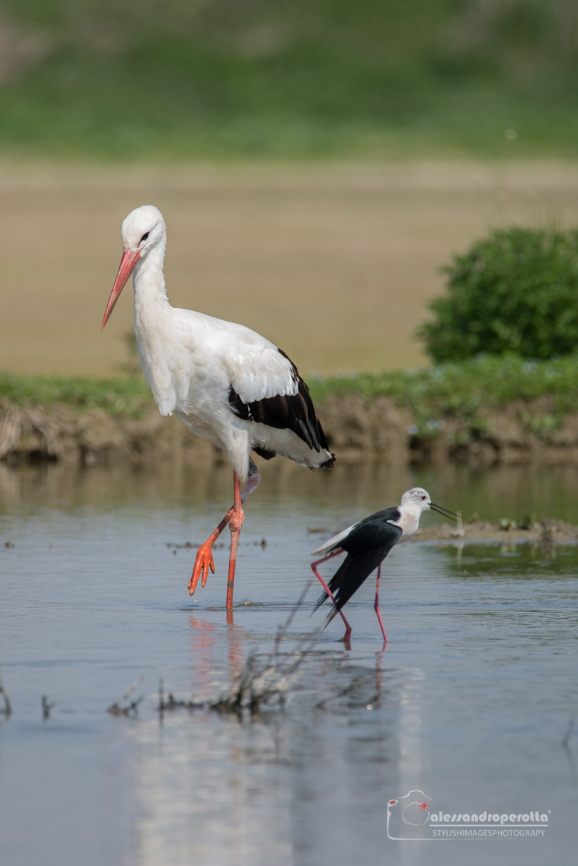 Ognuno per la sua strada....